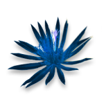 Fleur de Minuit