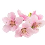 Fleurs de cerisier