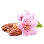 Almond Blossom